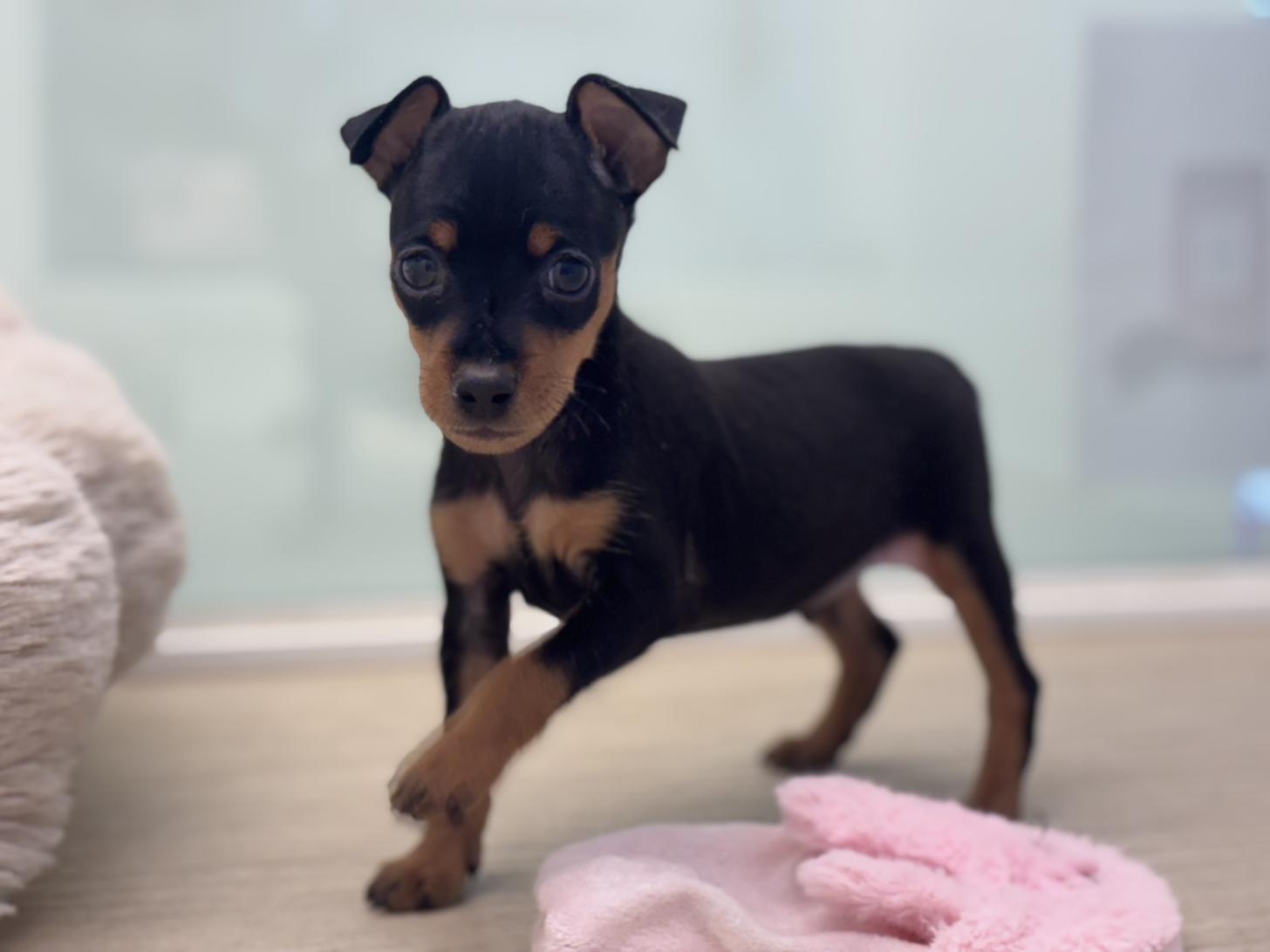 神奈川県のミニチュアピンシャー (Doggy Style 小田原店/2026年6月5日生まれ/男の子/ブラックタン)の子犬の3枚目の画像