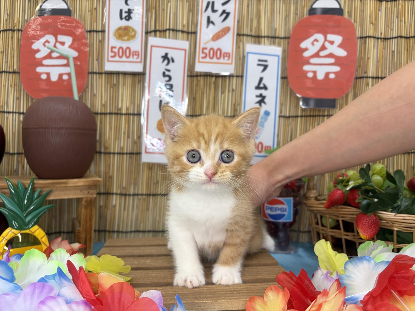 北海道のマンチカン (ラブワンコ カインズ大曲店/2026年7月11日生まれ/男の子/レッドタビーホワイト)の子猫の1枚目の画像