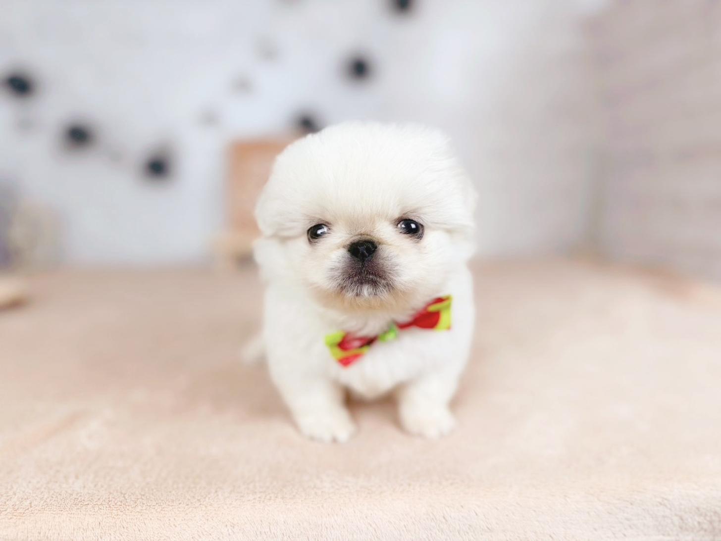 北海道のペキニーズ (ペットショップだんぼ/2025年11月21日生まれ/男の子/ホワイト)の子犬の1枚目の画像