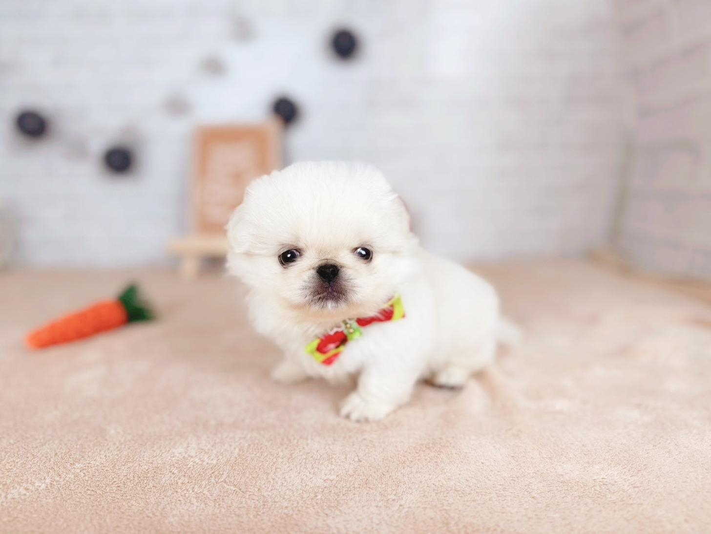北海道のペキニーズ (ペットショップだんぼ/2025年11月21日生まれ/男の子/ホワイト)の子犬の4枚目の画像