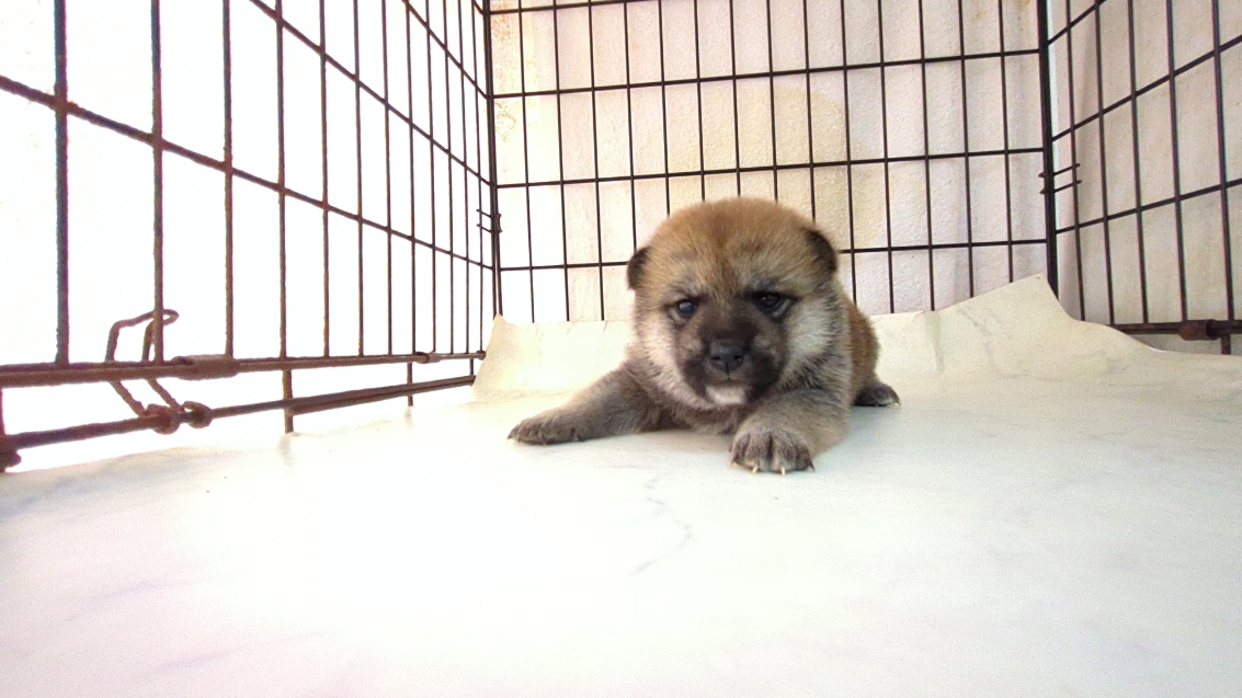 茨城県の柴犬(標準サイズ) (ペットショップスズキ/2025年9月18日生まれ/女の子/その他色)の子犬の1枚目の画像