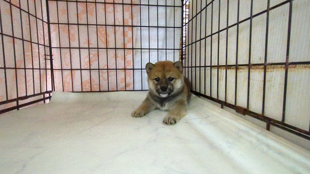 茨城県の柴犬(標準サイズ) (ペットショップスズキ/2025年9月18日生まれ/女の子/その他色)の子犬の1枚目の画像