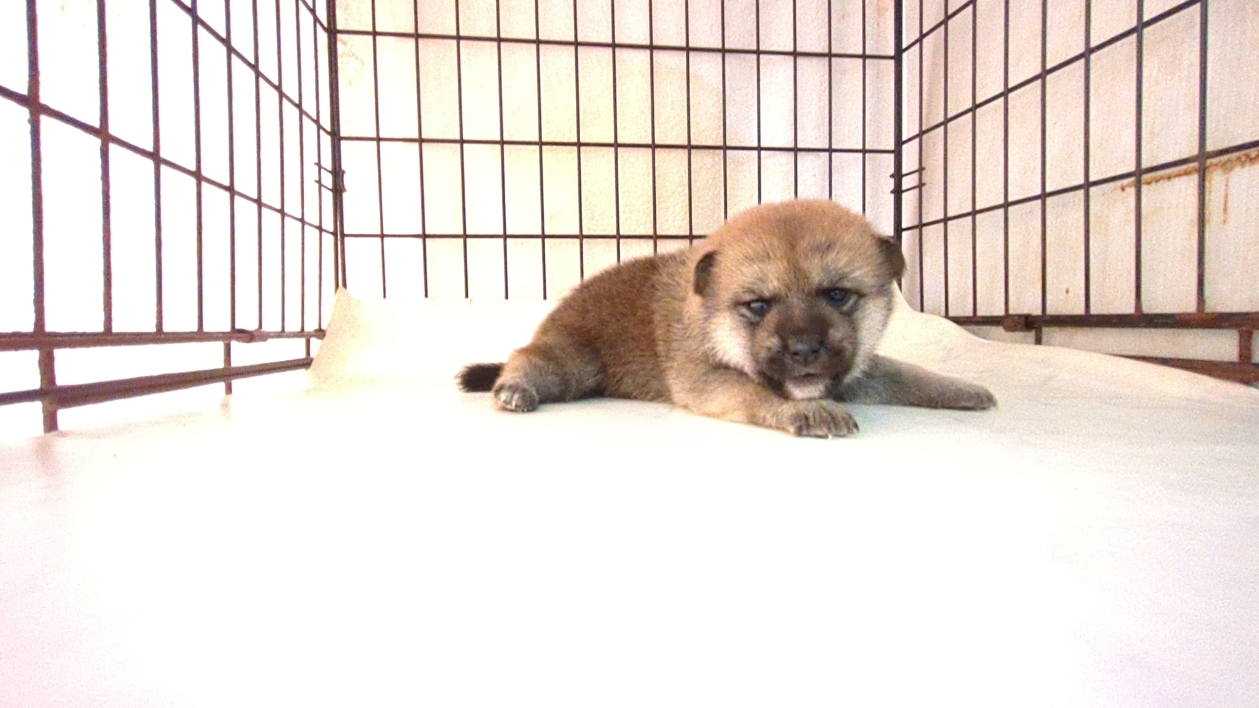 茨城県の柴犬(標準サイズ) (ペットショップスズキ/2025年9月18日生まれ/女の子/その他色)の子犬の2枚目の画像