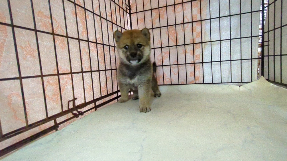 茨城県の柴犬(標準サイズ) (ペットショップスズキ/2025年9月18日生まれ/女の子/その他色)の子犬の2枚目の画像