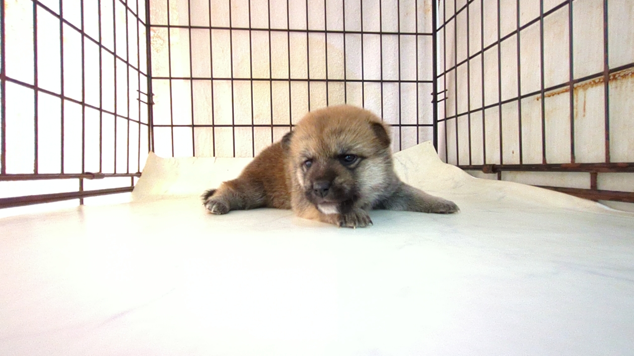 茨城県の柴犬(標準サイズ) (ペットショップスズキ/2025年9月18日生まれ/女の子/その他色)の子犬の3枚目の画像