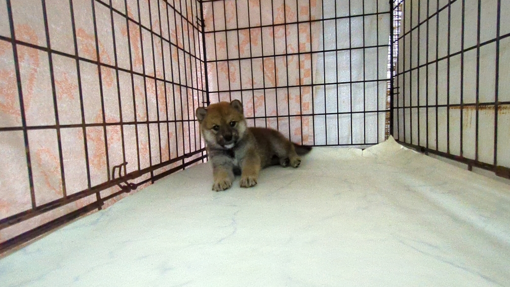 茨城県の柴犬(標準サイズ) (ペットショップスズキ/2025年9月18日生まれ/女の子/その他色)の子犬の3枚目の画像