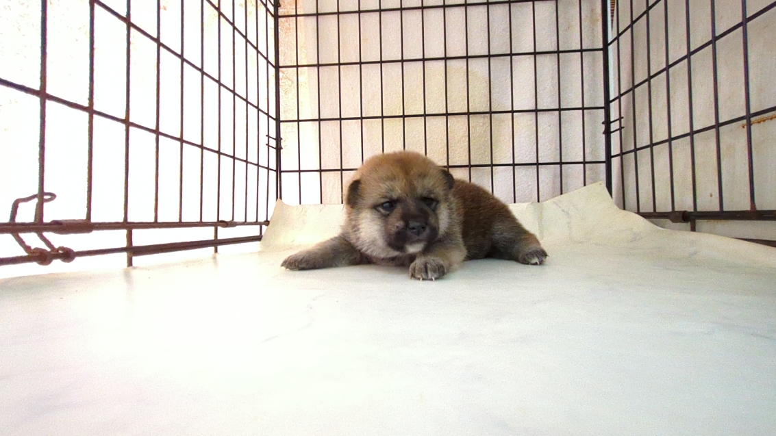 茨城県の柴犬(標準サイズ) (ペットショップスズキ/2025年9月18日生まれ/女の子/その他色)の子犬の4枚目の画像