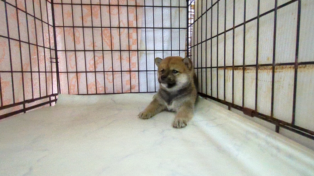 茨城県の柴犬(標準サイズ) (ペットショップスズキ/2025年9月18日生まれ/女の子/その他色)の子犬の4枚目の画像