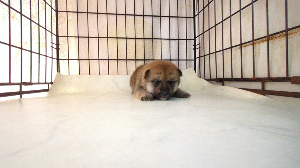 2025年9月18日生まれの柴犬(標準サイズ)の5枚目の写真