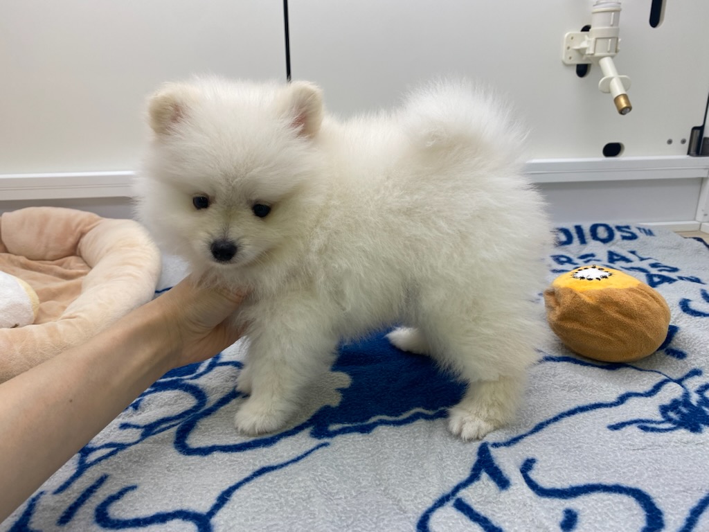 宮城県のポメラニアン (ズーズーカンパニー 八乙女店/2025年5月25日生まれ/男の子/クリーム)の子犬の2枚目の画像