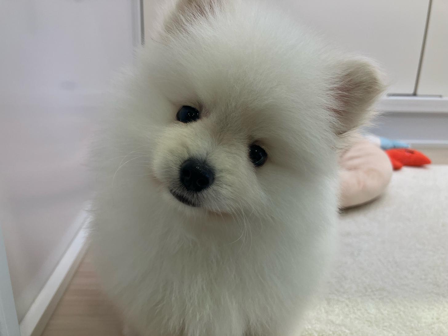 宮城県のポメラニアン (ズーズーカンパニー 八乙女店/2025年5月25日生まれ/男の子/クリーム)の子犬の4枚目の画像