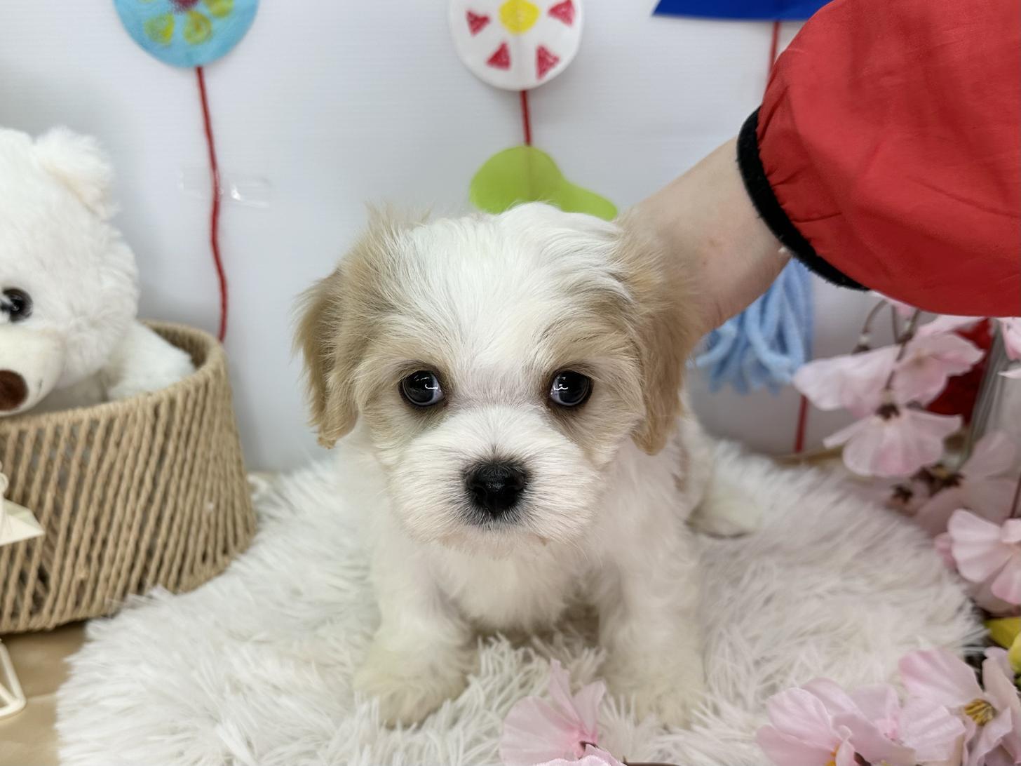 北海道のマルキャバ/キャバチーズ(マルチーズ×キャバリア) (ラブワンコ カインズ大曲店/2026年1月20日生まれ/男の子/ホワイト＆レッド系)の子犬