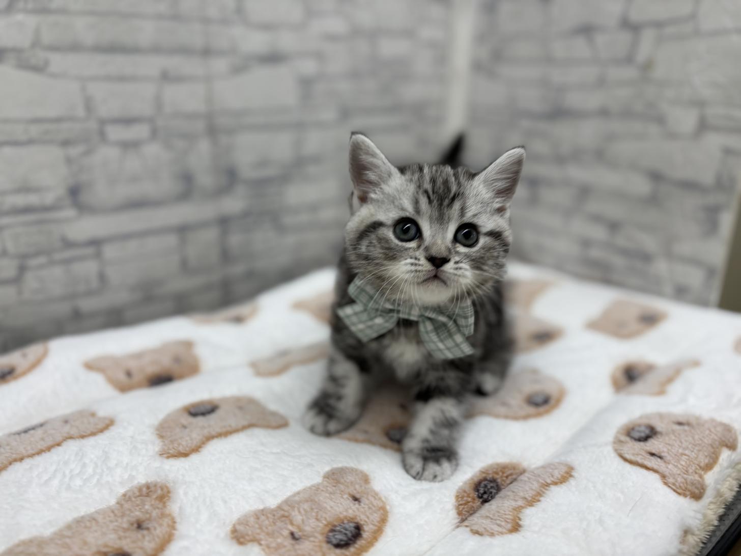 東京都のミヌエット (ディスワン若葉台店/2025年2月28日生まれ/男の子/シルバータビー)の子猫