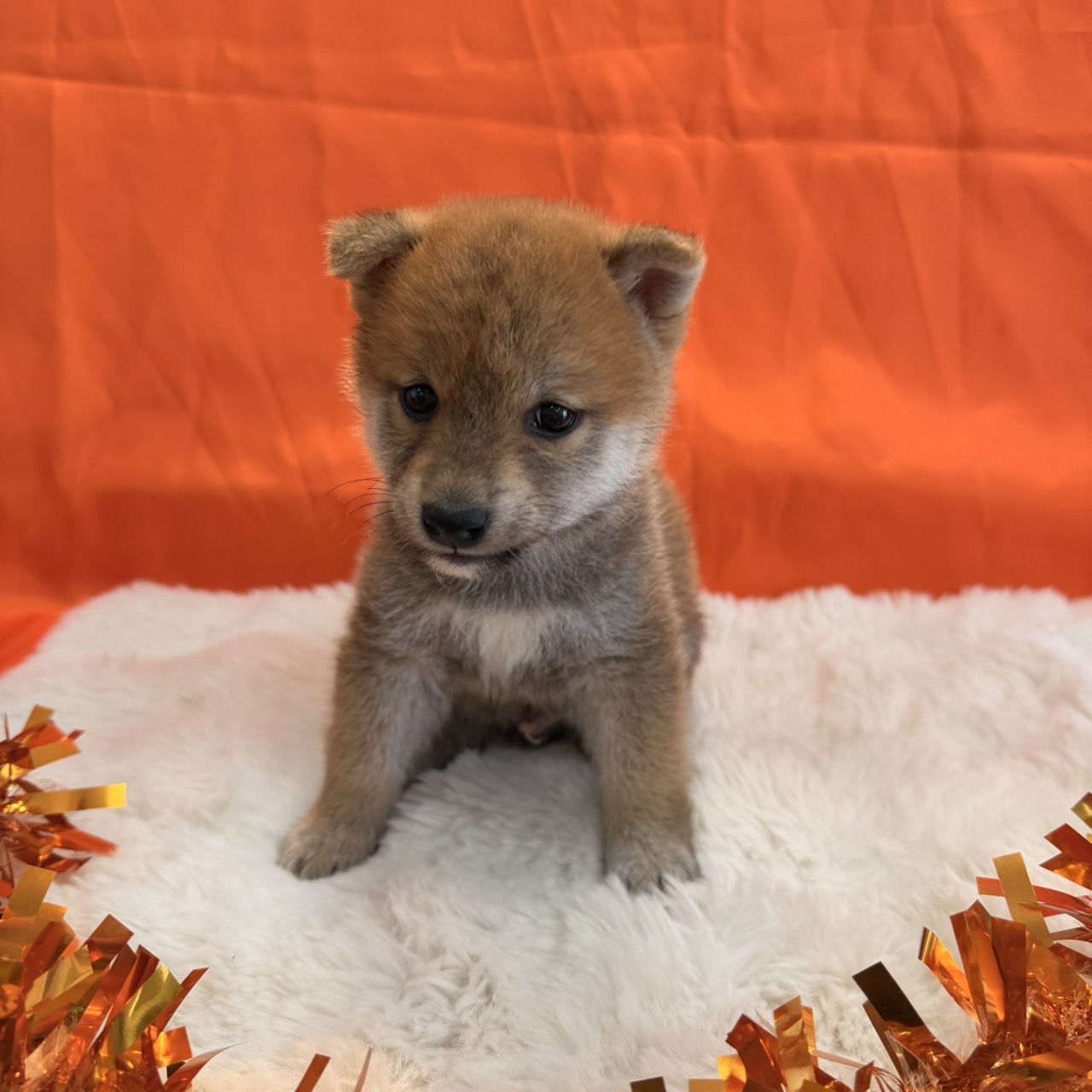 福岡県の柴犬(標準サイズ) (スタードッグス大牟田店/2026年8月20日生まれ/男の子/赤)の子犬の3枚目の画像