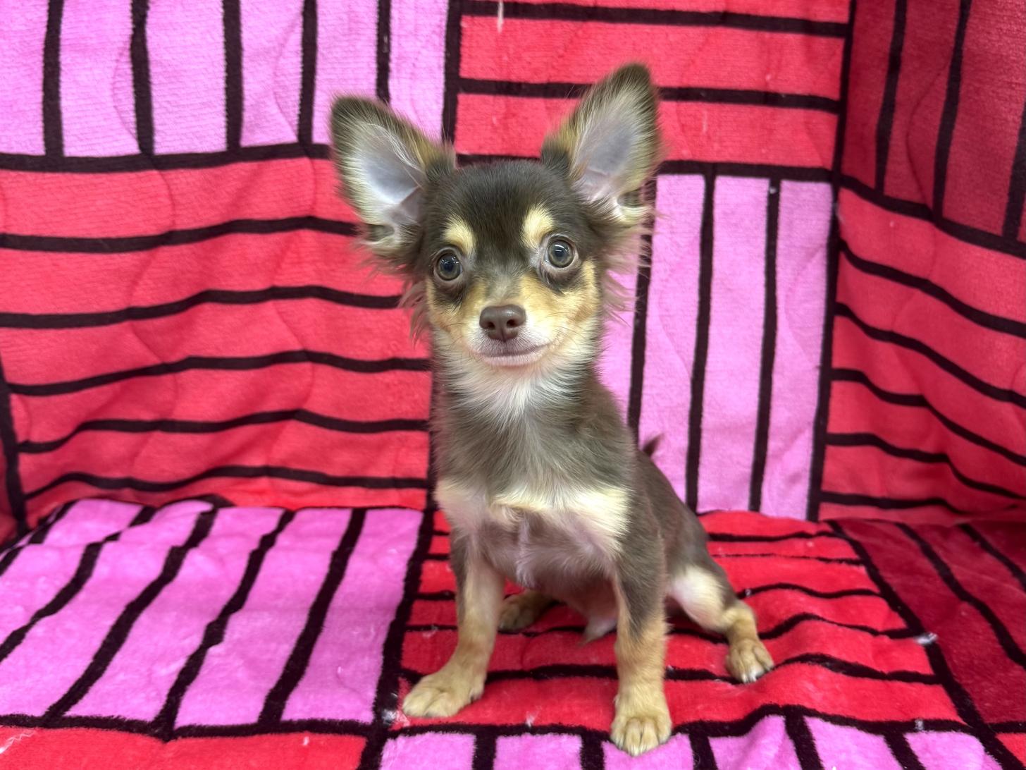 愛知県のチワワ(ロング) (ハピースペット春日井アミーゴ店/2025年8月24日生まれ/男の子/チョコレートタン)の子犬の1枚目の画像