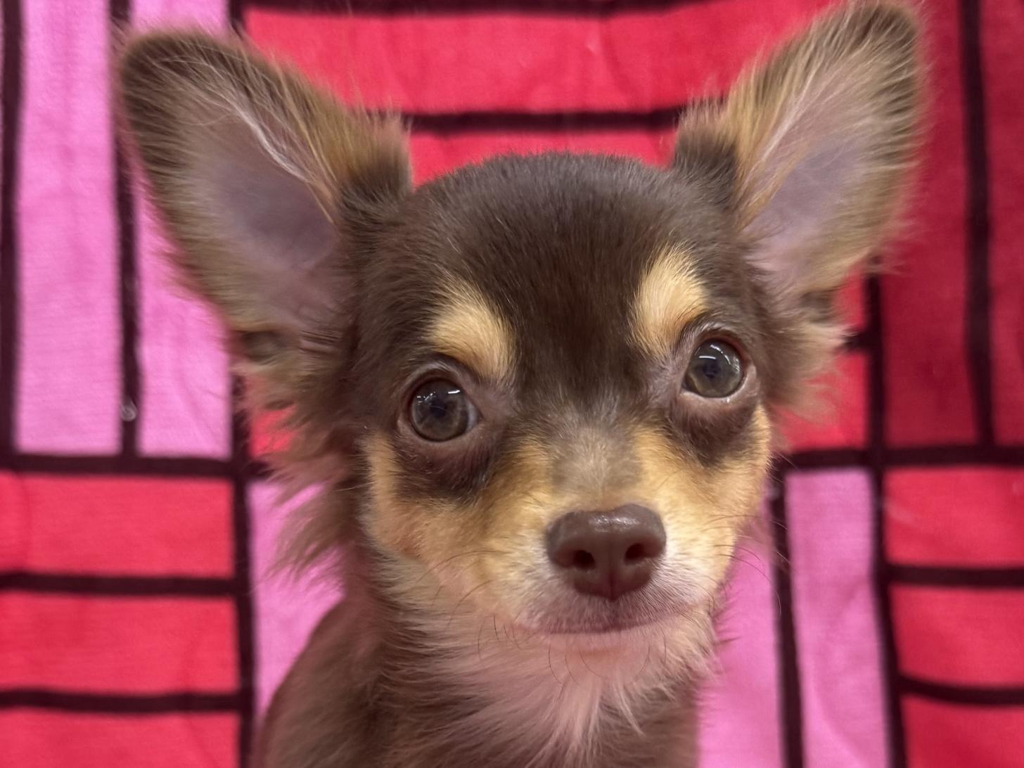 愛知県のチワワ(ロング) (ハピースペット春日井アミーゴ店/2025年8月24日生まれ/男の子/チョコレートタン)の子犬の2枚目の画像