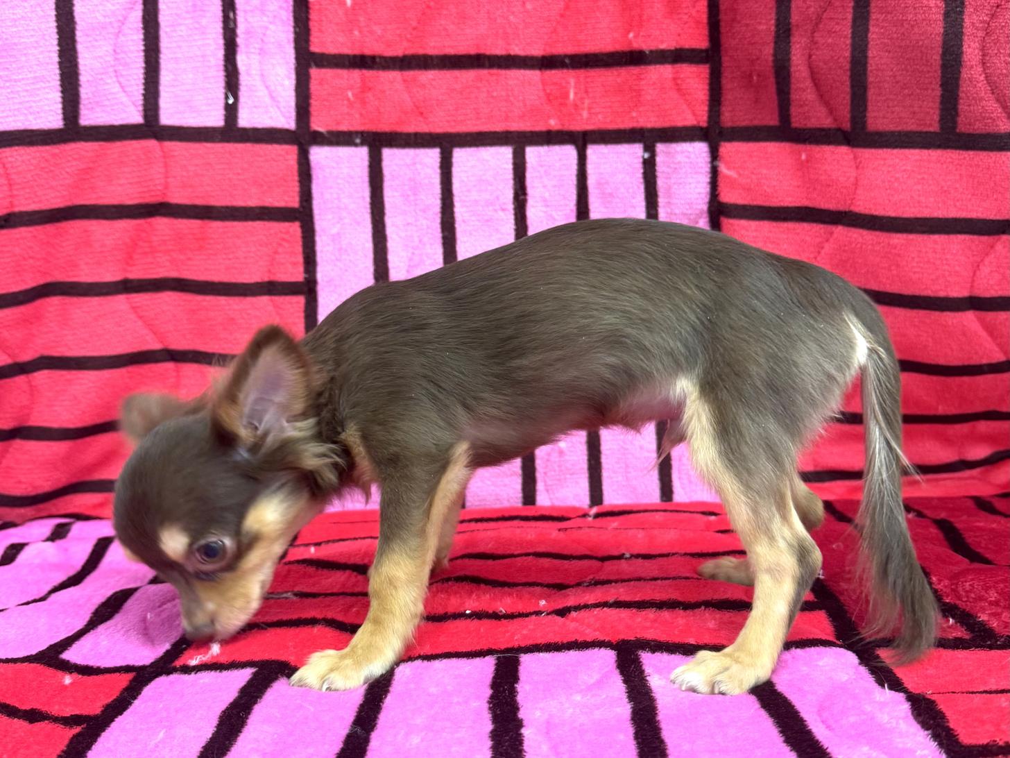 愛知県のチワワ(ロング) (ハピースペット春日井アミーゴ店/2025年8月24日生まれ/男の子/チョコレートタン)の子犬の3枚目の画像