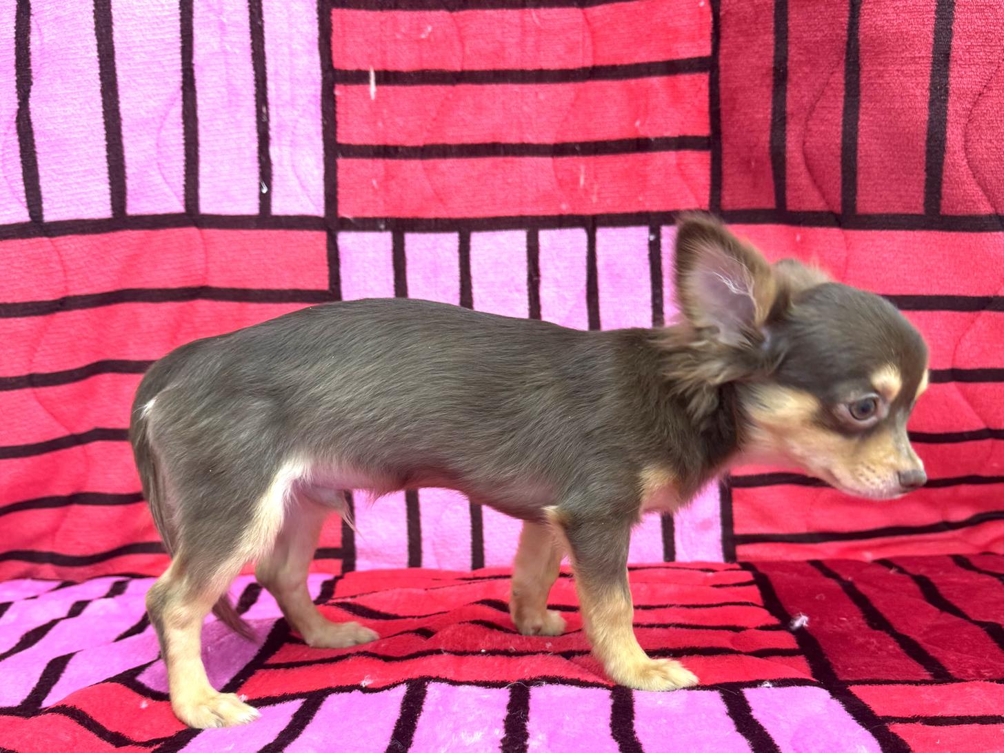 愛知県のチワワ(ロング) (ハピースペット春日井アミーゴ店/2025年8月24日生まれ/男の子/チョコレートタン)の子犬の4枚目の画像