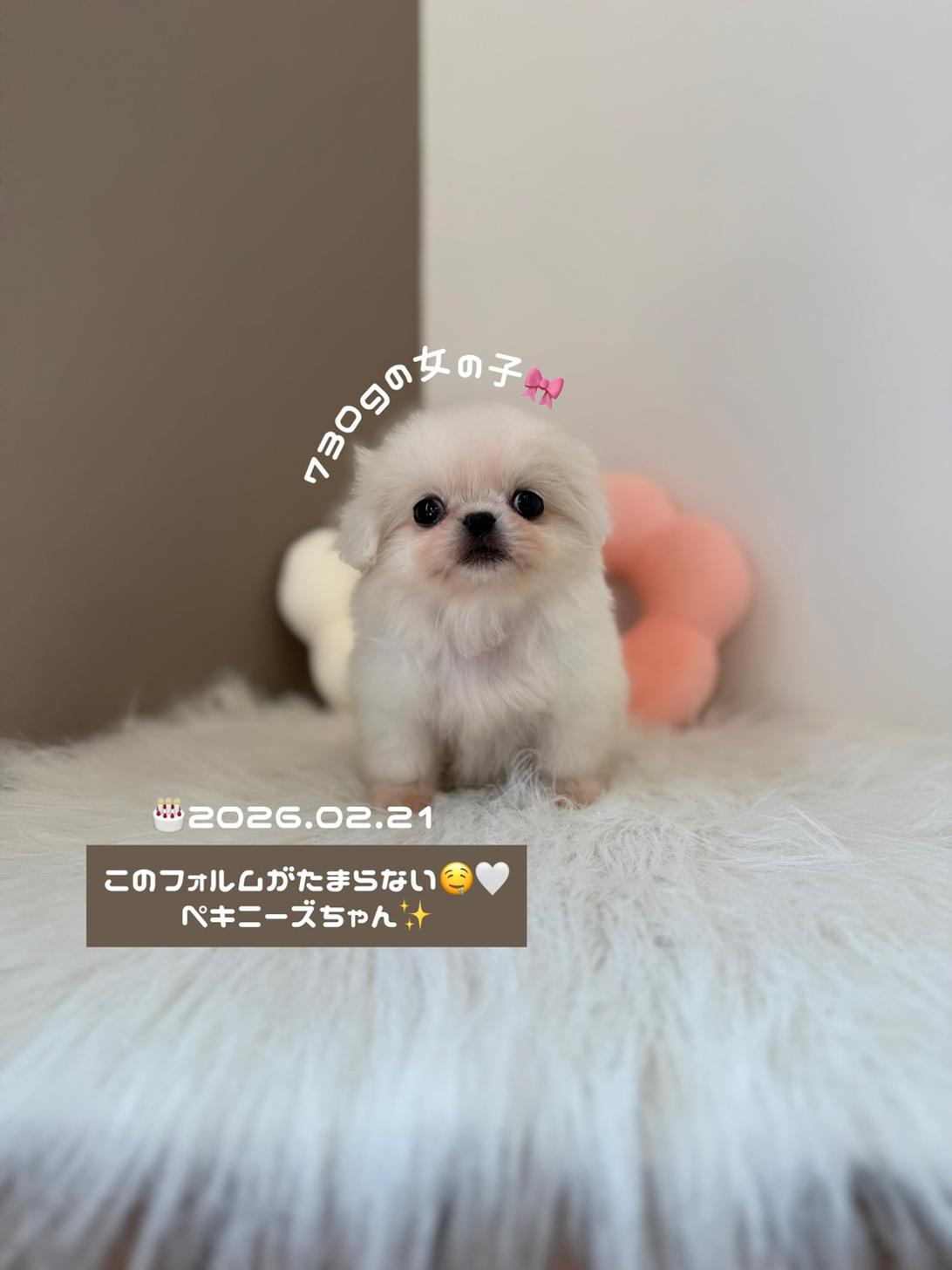 埼玉県のペキニーズ (PETSHOP FATIS/2026年2月21日生まれ/女の子/ホワイト)の子犬の1枚目の画像