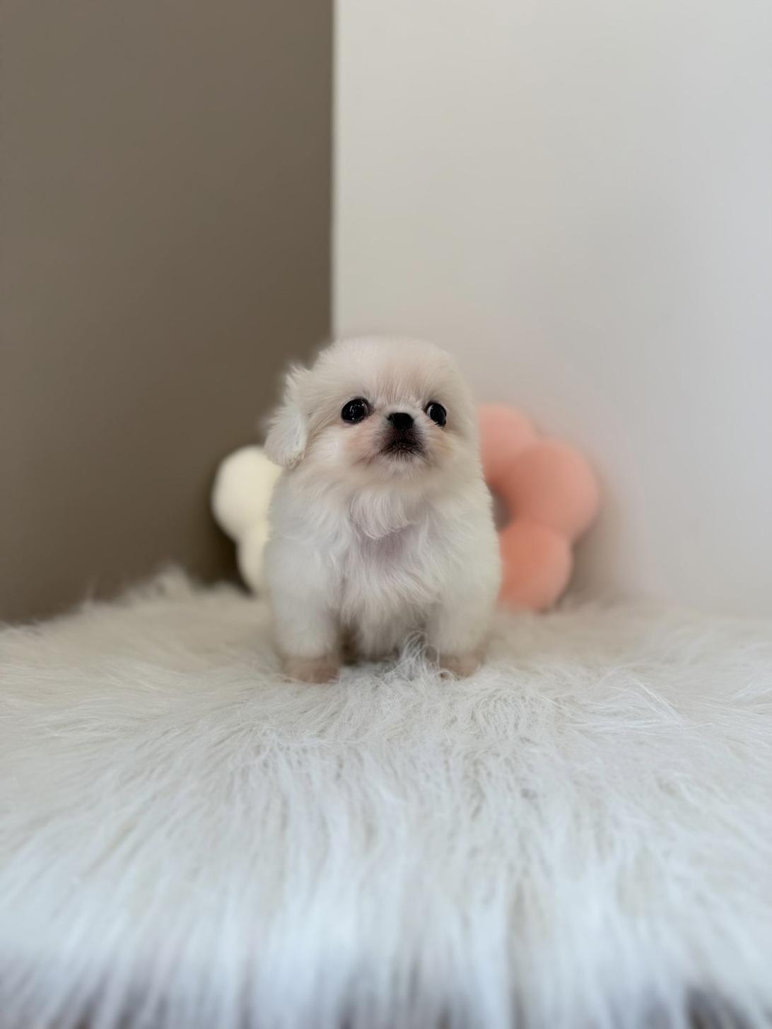 埼玉県のペキニーズ (PETSHOP FATIS/2026年2月21日生まれ/女の子/ホワイト)の子犬の2枚目の画像