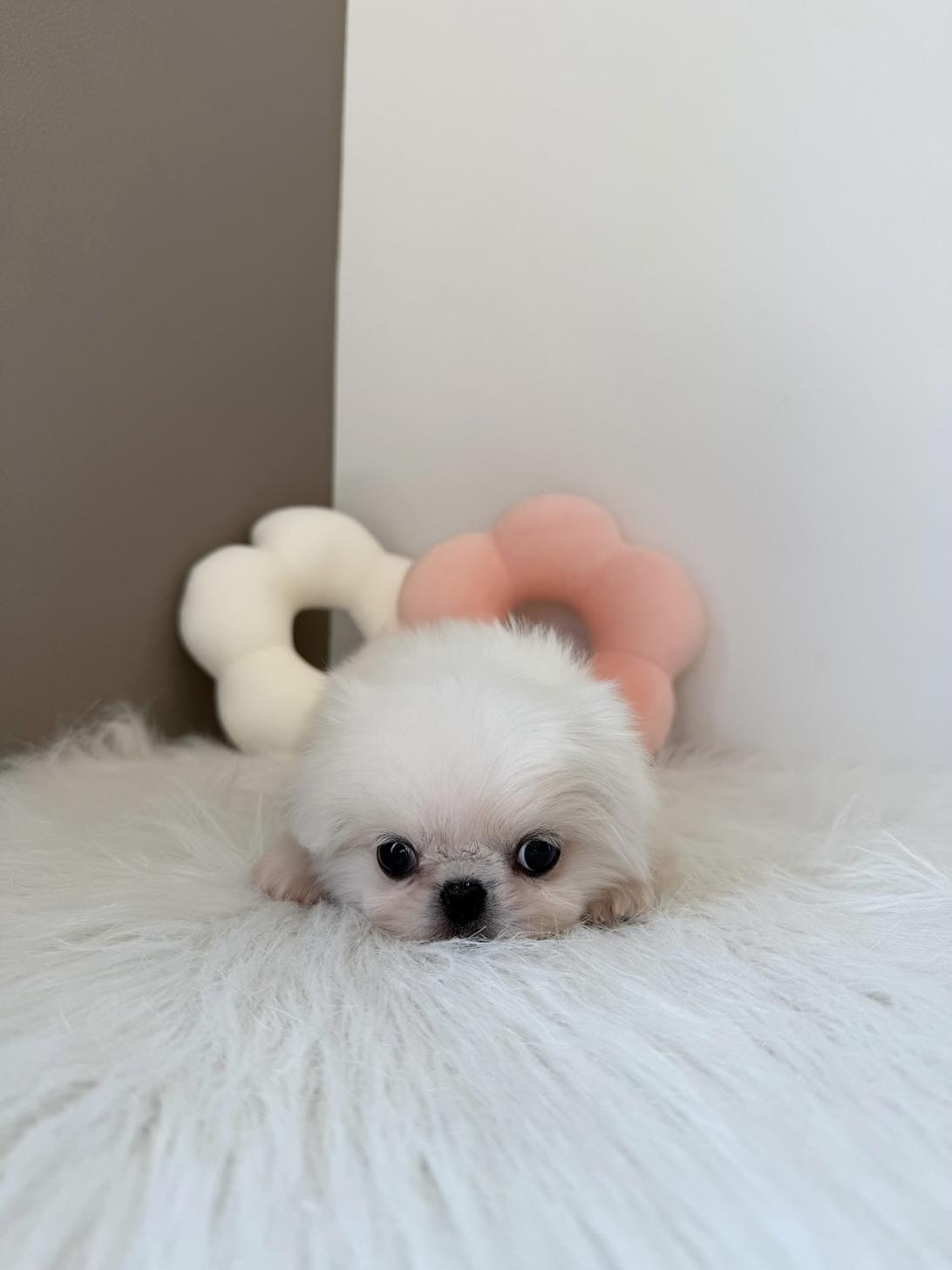 埼玉県のペキニーズ (PETSHOP FATIS/2026年2月21日生まれ/女の子/ホワイト)の子犬の3枚目の画像