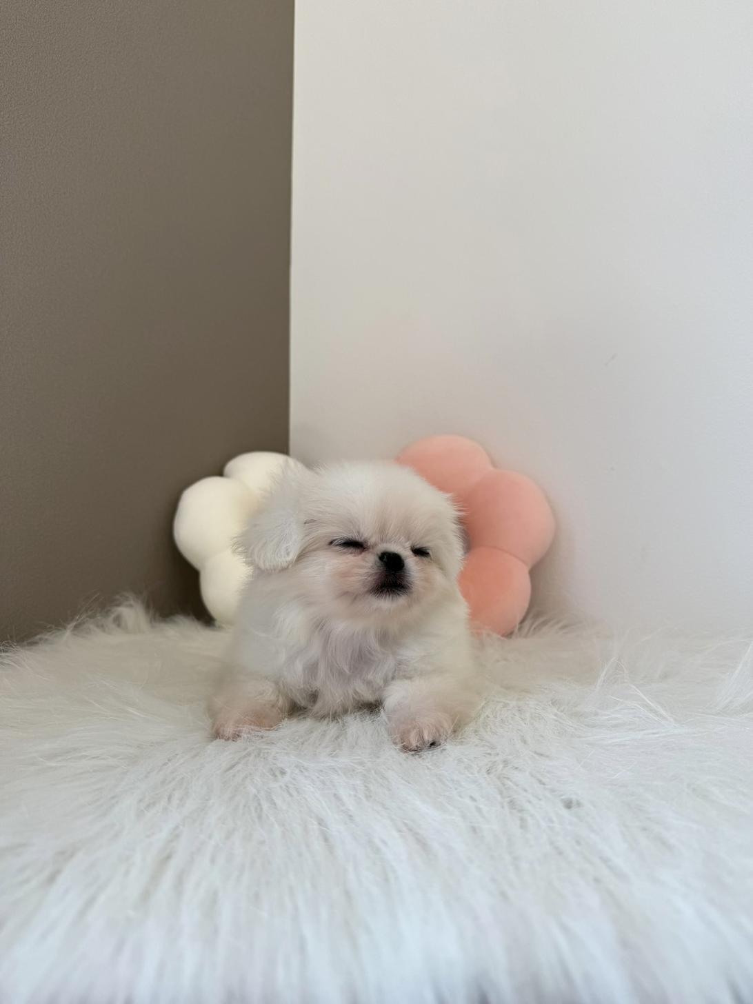 埼玉県のペキニーズ (PETSHOP FATIS/2026年2月21日生まれ/女の子/ホワイト)の子犬の4枚目の画像
