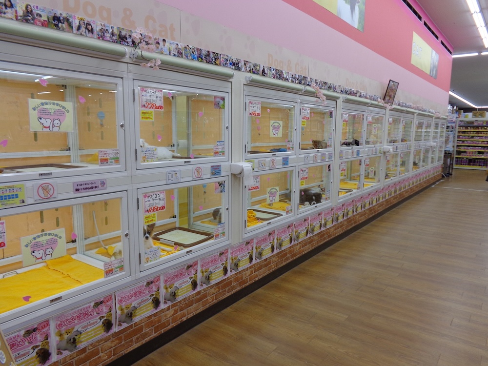 ペッツコンシェル厚木下荻野店の店舗写真