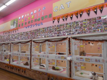 ペッツコンシェル川崎小田栄店の店舗写真