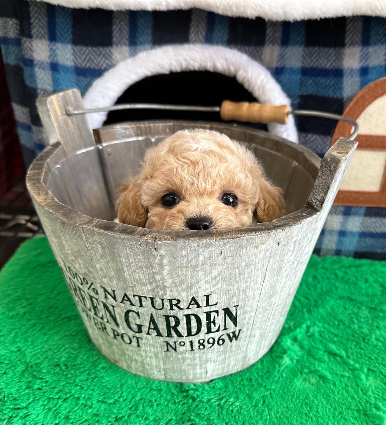 ぱぴぷぺっと大阪店の店舗写真