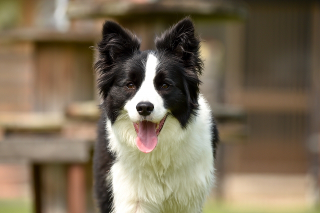 ボーダーコリーの大きさはどのくらい?体重の推移や他のコリー犬との比較も