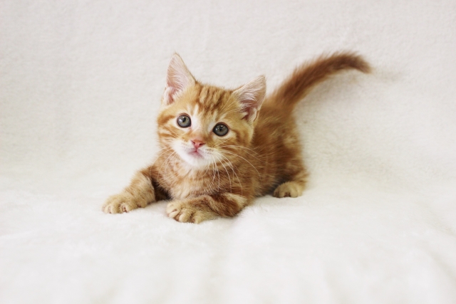 小さい猫・大きくならない猫6選!特徴や性格、注意点を紹介