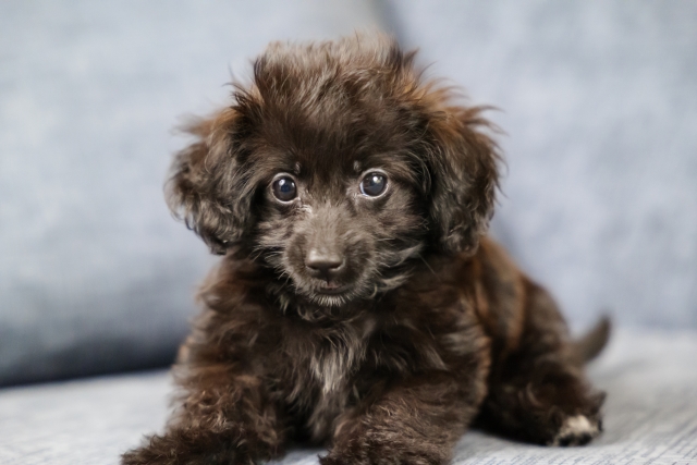 ダップーはどんな性格?飼い方・しつけのポイントも紹介!