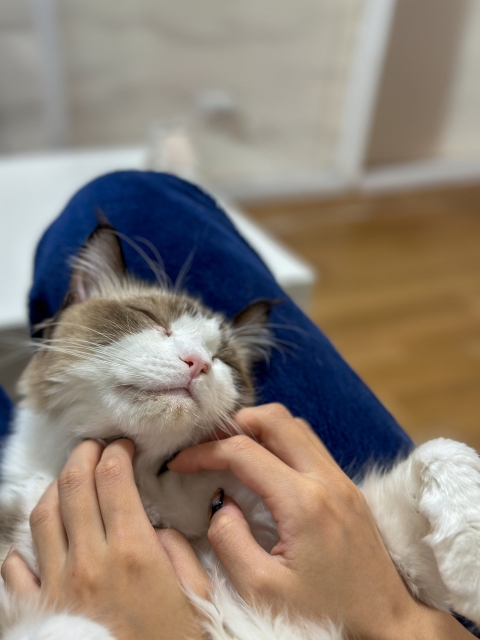 人懐っこい猫10選|懐いている猫が見せる仕草や育て方も紹介