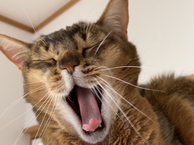飼ってはいけない猫ランキングTOP10!飼いにくいとされる特徴も紹介