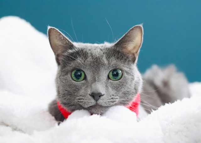 毛が抜けない猫・毛が抜けにくい猫11選!メリットやお手入れのコツ