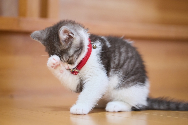 猫が毛づくろいするのはなぜ?7つの理由・心理やタイミングによる意味の違いを解説