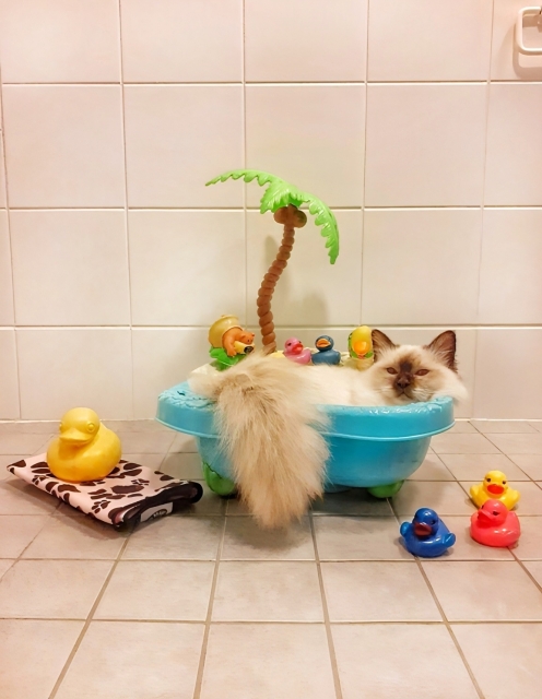 猫はお風呂に入れた方がいい?頻度や温度、入りたがらない場合の方法を紹介