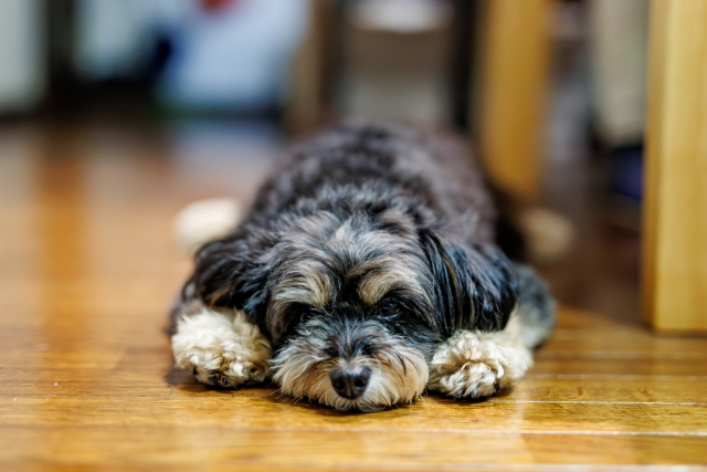 ポメプーを飼うデメリットって何?気になる抜け毛や臭いについても紹介