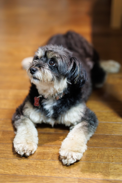 ポメプーはどんな性格?飼いやすさや吠えるのかなどを解説!
