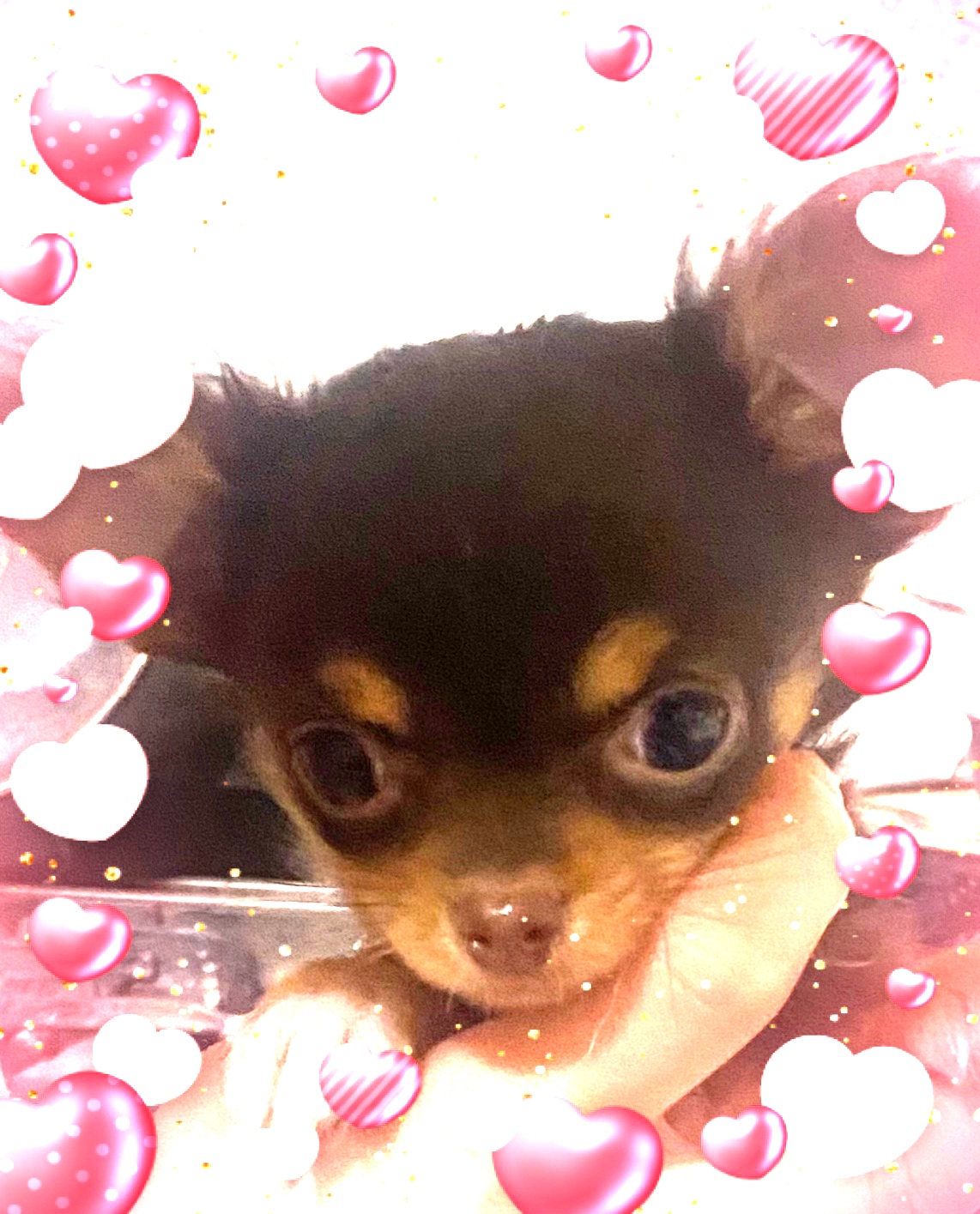 滋賀県のチワワ(ロング) (ナカニシケンネル/2025年2月10日生まれ/男の子/チョコレートタン)の子犬