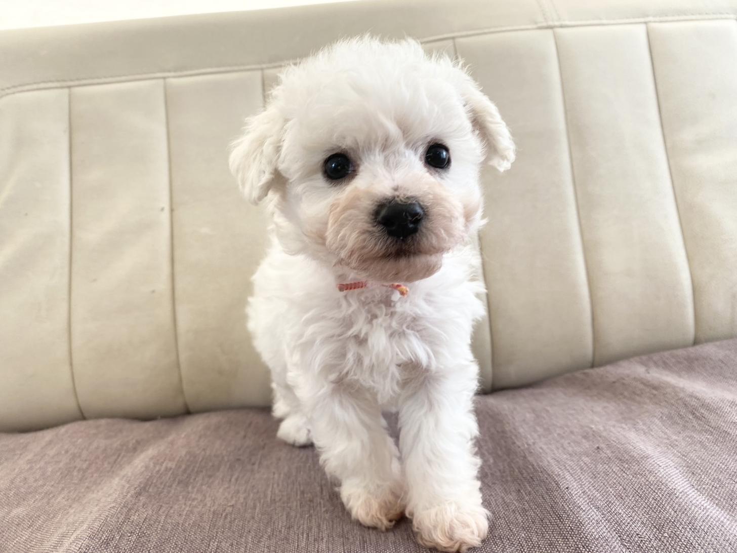 熊本県のビションフリーゼ (スタードッグス新熊本店/2025年2月14日生まれ/女の子/ホワイト)の子犬