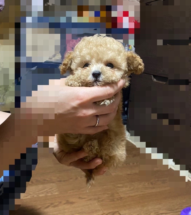 滋賀県のティーカッププードル (ナカニシケンネル/2025年3月7日生まれ/男の子/アプリコット)の子犬