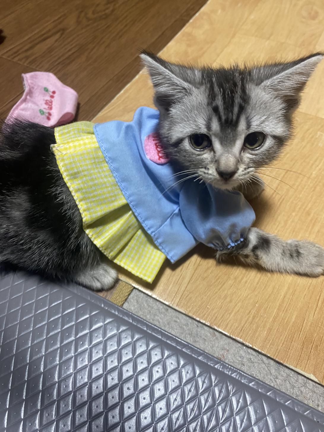 滋賀県のアメリカンショートヘアー (ナカニシケンネル/2025年3月9日生まれ/女の子/シルバータビー)の子猫