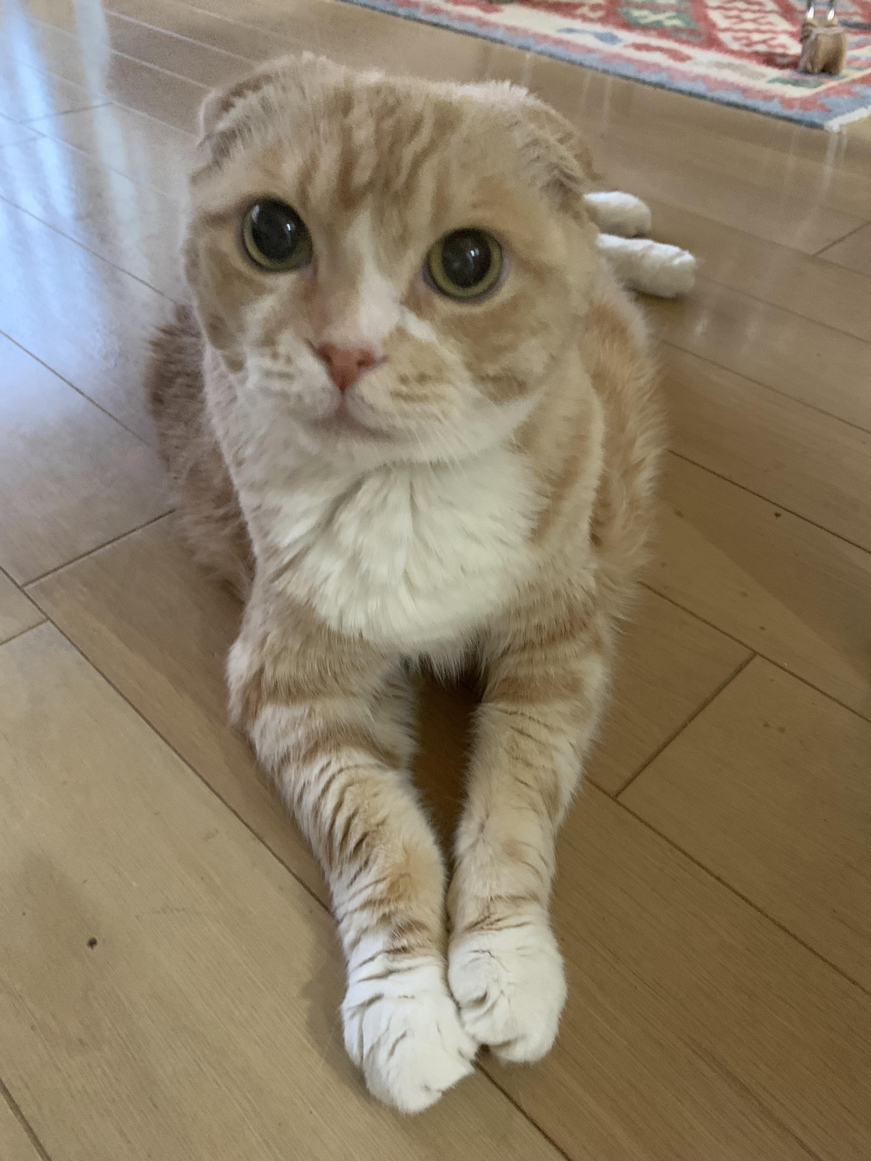 トンちゃんマンさん(スコティッシュフォールド)のクチコミ投稿画像