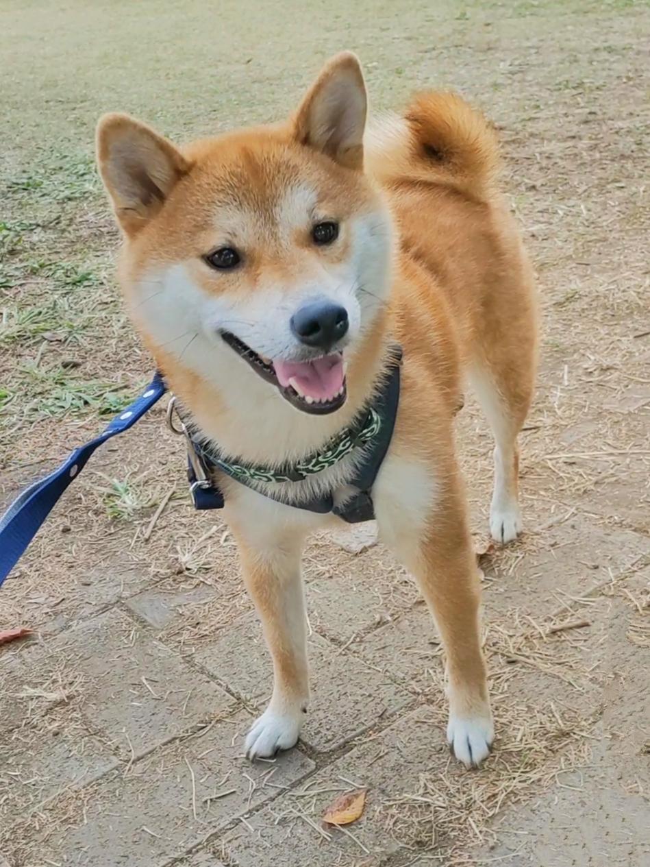 56mamaさん(柴犬)のクチコミ投稿画像